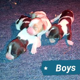 Brittany Puppies from Center Ridge Brittanys