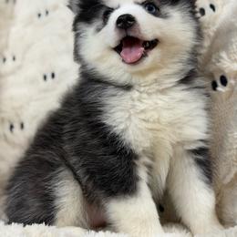 Suki - Black and white female Pomsky puppy in Casa Grande, Arizona from Arizonas Pomsky Squad