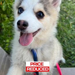 Darling - Gray and white female Pomsky puppy in La Verne, California from Red Cedar Pomskies