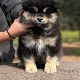 Grey Boy - Black male Finnish Lapphund puppy in Redding, California from AlpenGlō Kennels