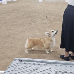 Demi - Pembroke Welsh Corgi