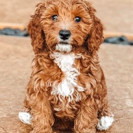 Goldendoodle Puppies from Ritzy Creek Doodles