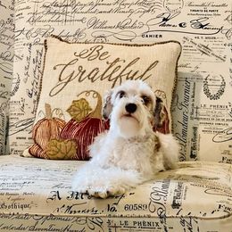 Wrigley - Miniature Schnauzer