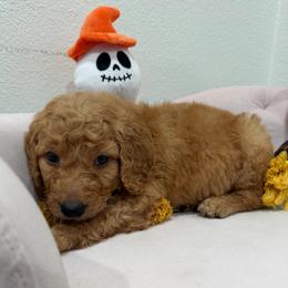 Light Blue - Apricot male Goldendoodle puppy in Bakersfield, California from Lavish Doodles