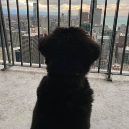 Bernese Mountain Dog Puppies from Lonesome Pine Farm