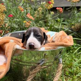 Delilah - White and seal female Italian Greyhound puppy in West Plains, Missouri from Sycamore Ridge Puppies