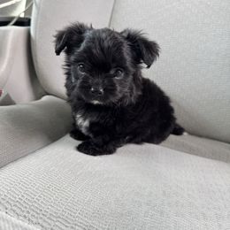 Chorkie Girl 1 - Black and white female Chihuahua puppy in Pounding  Mill, Virginia from Rosa's Chihuahuas