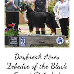 Bernese Mountain Dog puppies from Sunset Grove