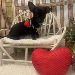 Royale - Black and white male Chihuahua puppy in Polo, Missouri from Blue Tails Farm