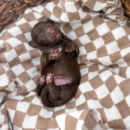 Brewed With Love- Dark Roast - Chocolate male Goldendoodle puppy in Russell Springs, Kentucky from Milk & Honey Doodles