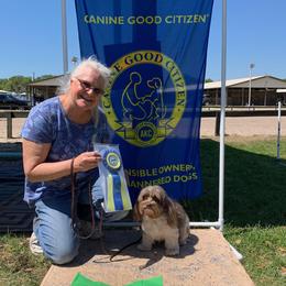 Havanese from Lil Scamps Havanese