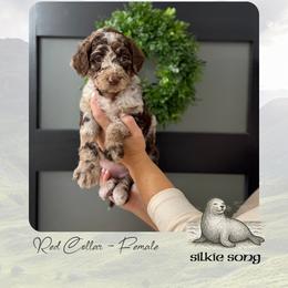 Silkie Song - Merle female Goldendoodle puppy in Garland, Texas from Twilight Doodles
