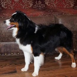 Gracie - Toy Australian Shepherd