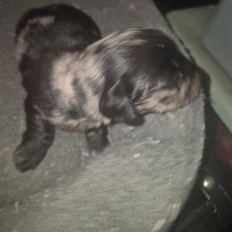Macchiato Silver dapple boy - Dapple male Dachshund puppy in Madisonville, Tennessee from LaRose Farm & Kennels