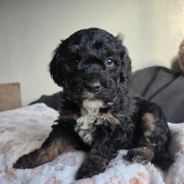 Marvel - Tri-color male Bernedoodle puppy in Blackfoot, Idaho from Draper Mountain Doodles