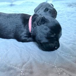 Dusty Rose Collar - Black female Scottish Terrier puppy in Puyallup, Washington from Rainier Scotties
