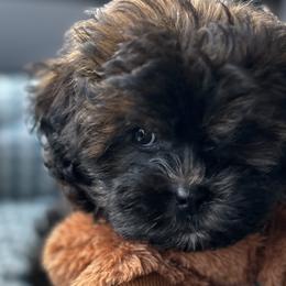 Maltese, Maltipoos, and Shihpoos from BeachRidge Pups