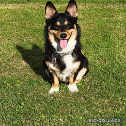 American Corgi All Grown Up from Tori’s Sassy Corgis