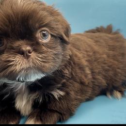 Beryl - white collar - Chocolate male Shih Tzu puppy in Clarksburg, West Virginia from Pilgrim Shih tzu