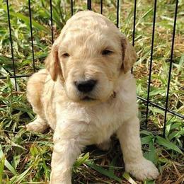 Pink collar - Cream female Goldendoodle puppy in Willow Springs, Missouri from Todd Family Homestead