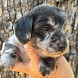 Indigo - Dapple male Dachshund puppy in Bentonville, Arkansas from Boujee Buns Dachshunds