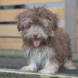 Maui - Havanese puppy from Third Coast Havanese