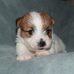 Juliet Boy 2 - White and tan male Russell Terrier puppy in Middletown, Virginia from DBF Russell Terriers