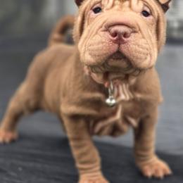 Trixie (Pink) - Chocolate dilute female Chinese Shar-Pei puppy in Salem, Ohio from WrinkleMonsters