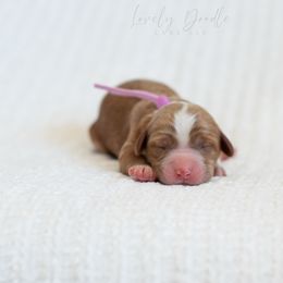 Lavender Collar Girl - Caramel red female Australian Labradoodle puppy in Thousand Oaks, California from Lovely Doodle Lane