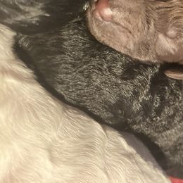 Boy 1 - Poodle puppy in Sherman, Texas from Ruth’s Poodles