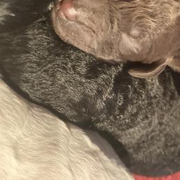Boy 1 - Poodle puppy in Sherman, Texas from Ruth’s Poodles