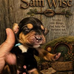 Samwise - Black white and tan male Beagle puppy in Viper, Kentucky from Mountain Top