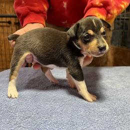 Crockett - Black white and tan male Rat Terrier puppy in Gonzales, Texas from Sunshine Deckers
