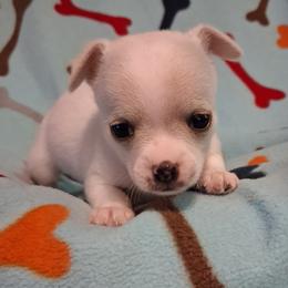 MILO - White male Chihuahua puppy in Branford, Florida from Mbjs Doxies and chihuahuas
