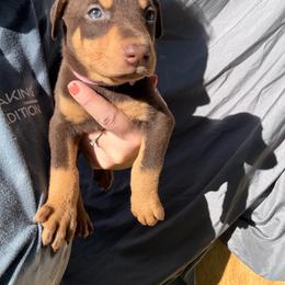 Baby Ruth - Red and rust female Doberman Pinscher puppy in Ludowici, Georgia from Royal Destiny Kennels