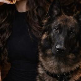 Bichon Frises and German Shepherds from Fox Tribe K9