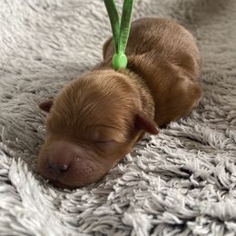 Goldendoodle Puppies from Simply Mini Goldendoodles