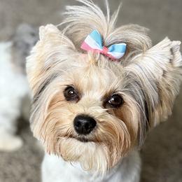 Yorkshire Terriers from Top Knot Yorkies of Idaho