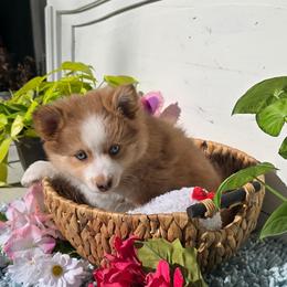 Reba - Merle female Pomsky puppy in Elgin, Oregon from Kenna'z Kuddly Pomskiez