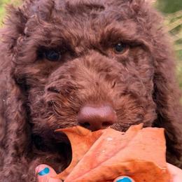 Gray Collar - Chocolate male Goldendoodle puppy in Ringgold, Georgia from Sweet B’s Goldendoodles