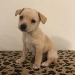 Peaches - Cream and white female Chihuahua puppy in Mesa, Arizona from Sun Valley Chihuahuas & Malinois