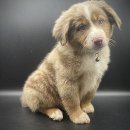 Leo - Red merle male Miniature Australian Shepherd puppy in Liberty, South Carolina from Alexander Canines