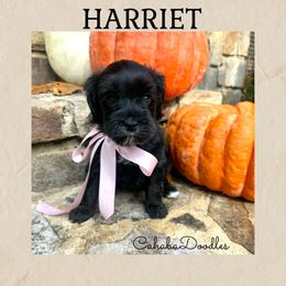 Harriet - Black and chalk female Australian Labradoodle puppy in Trussville, Alabama from Cahaba Doodles