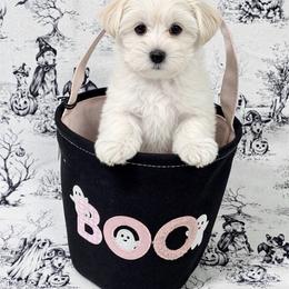 Thumper - White female Morkie puppy in Tucson, Arizona from Sun-Kissed Morkies
