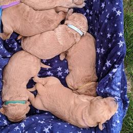 Goldendoodle Puppies from Lu Doodles