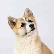 Snotra - Icelandic Sheepdog