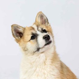 Snotra - Icelandic Sheepdog