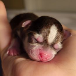 Chihuahua Puppies from Golden State Chihuahuas
