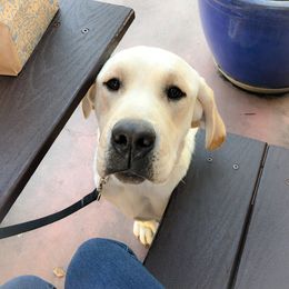 Mr. Rue - Labrador Retriever