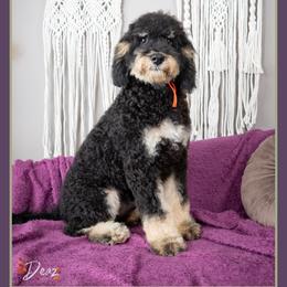 Tater - Tri-color male Bernedoodle puppy in Connersville, Indiana from Deaz Doodle Ranch